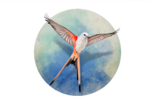 展翅翱翔 Wingspan for Mac v1.5.168 中文直裝版 策略卡牌遊戲